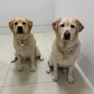 ANNIE — artist photo