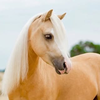 Horses — artist photo