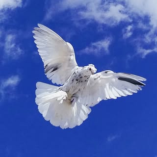 Pigeons — artist photo