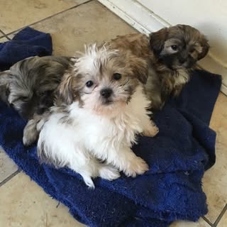 The Pips — artist photo
